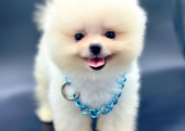 Safkan Pomeranian Boo Yavrularımız